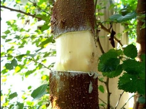 air layering mulberry tree.